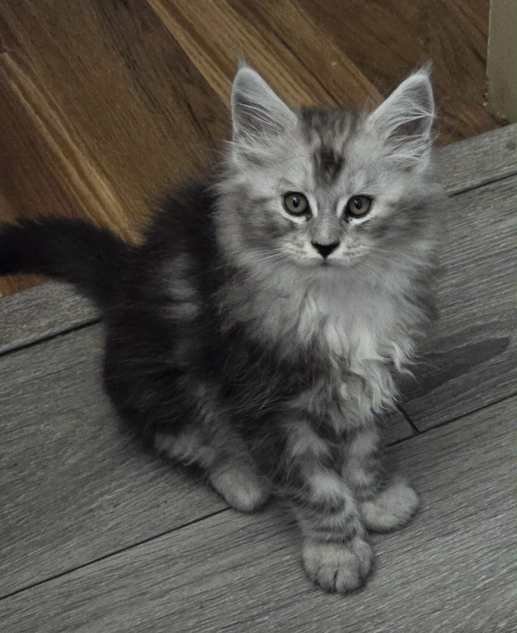 Past litter photo 10